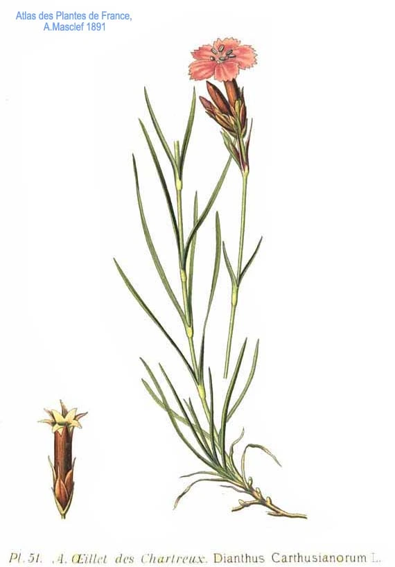 Dianthus carthusianorum - goździk kartuzek