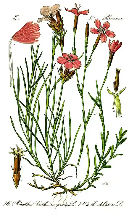 Dianthus deltoides - goździk kropkowany
