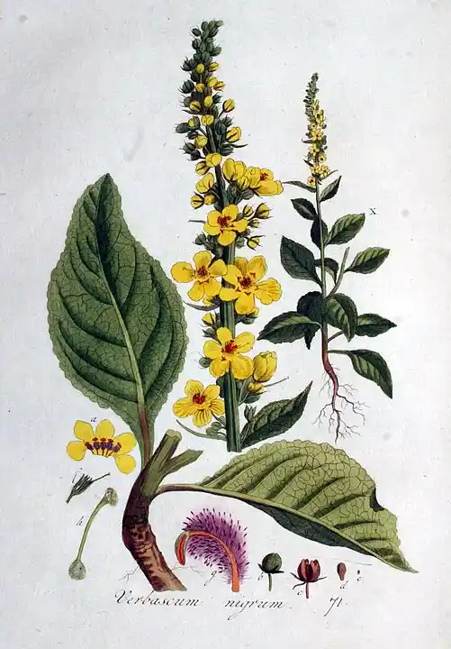 Dziewanna Pospolita - Verbascum nigrum