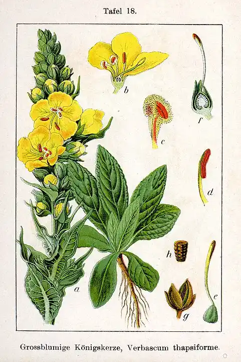 Dziewanna wielokwiatowa - Verbascum densiflorum Bertol.  Vebascum thapsiforme