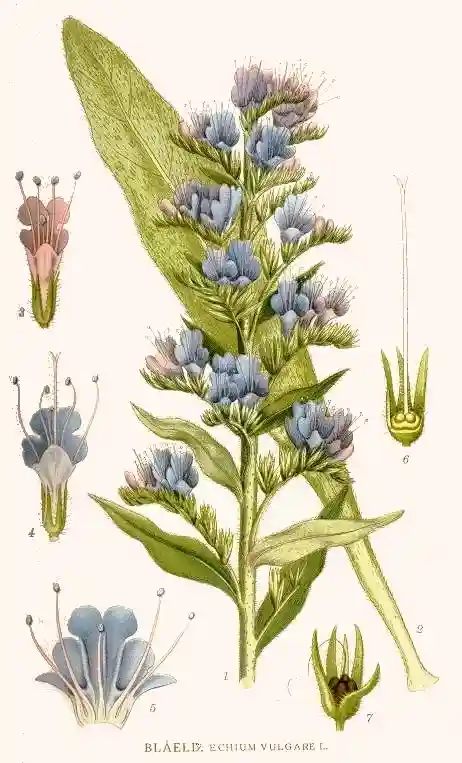 Echium vulgare - żmjowiec zwyczajny
