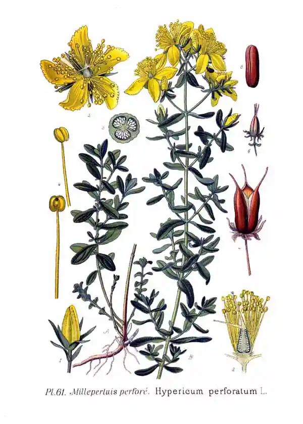 Hypericum perforatum - dziurawiec zwyczajny