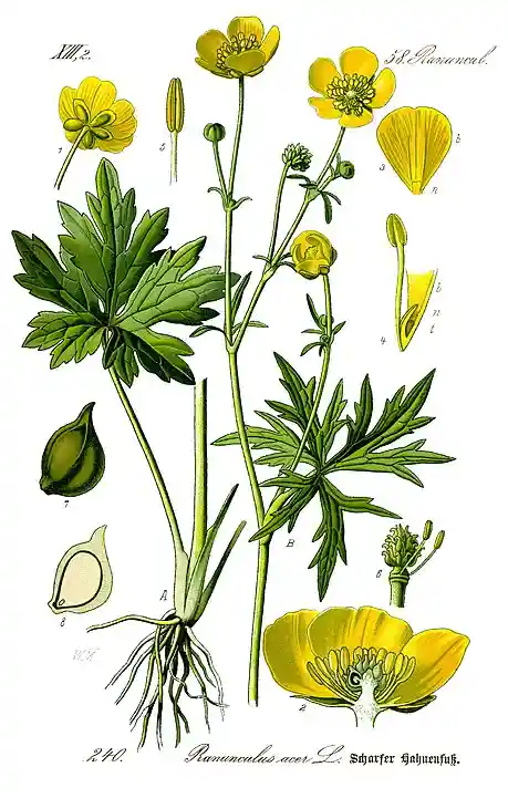 Jaskier ostry - Ranunculus acris