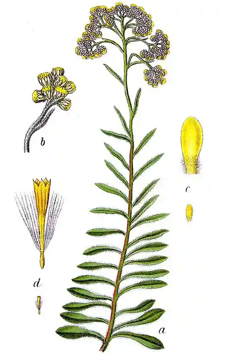 Kocanki Piaskowe -Helichrysum arenarium