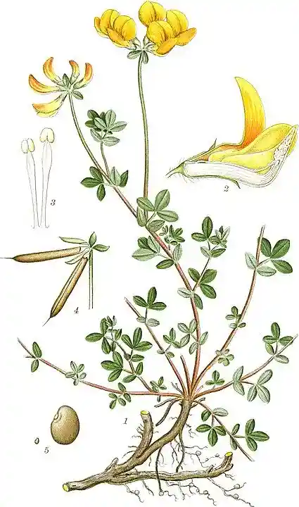 Komonica Zwyczajna (Lotus corniculatus)
