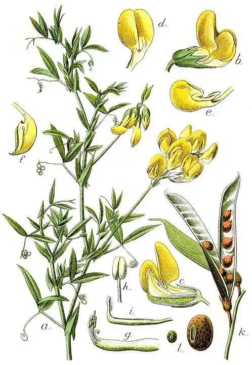 Lathyrus pratensis - groszek łakowy