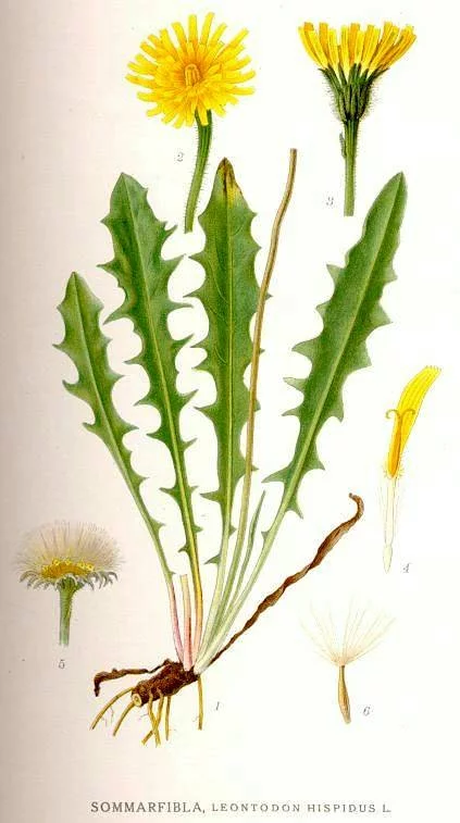 Leontodon hispidus - Brodawnik zwyczajny