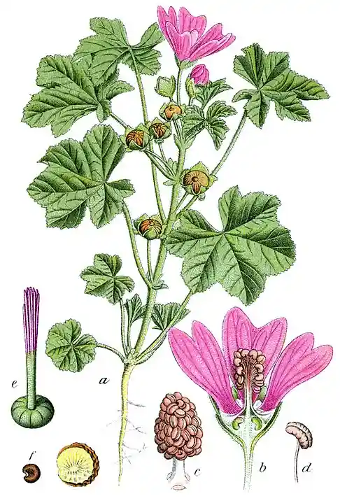 Malva sylvestris - ślaz dziki