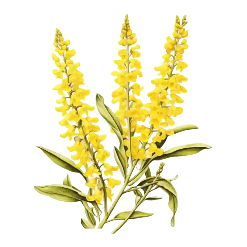 Nostrzyk ż&oacute;łty -  Melilotus officinalis L.