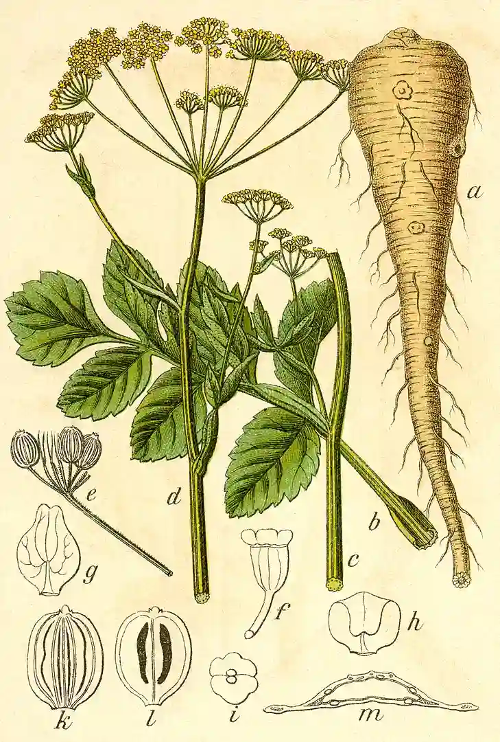 Pastinaca sativa L. - pasternak zwyczajny