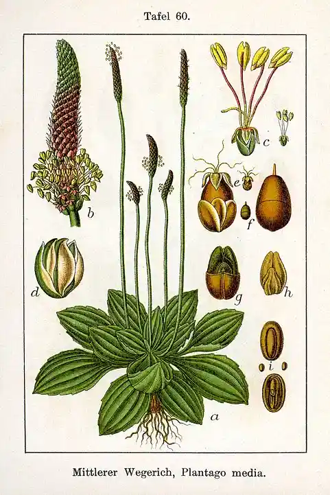 Plantago media - Babka średnia