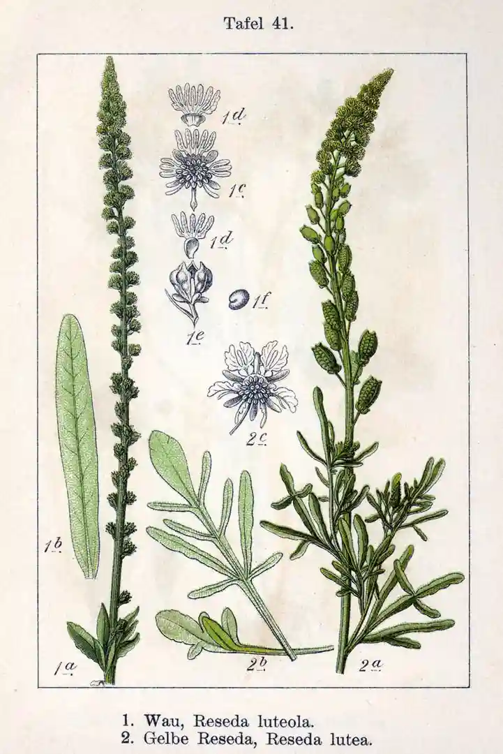 Reseda luteola - Rezeda ż&oacute;łtawa