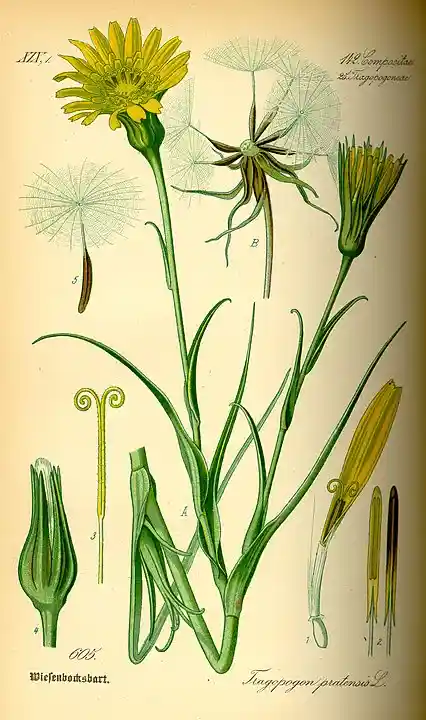 Tragopogon pratensis - kozibr&oacute;d łakowy