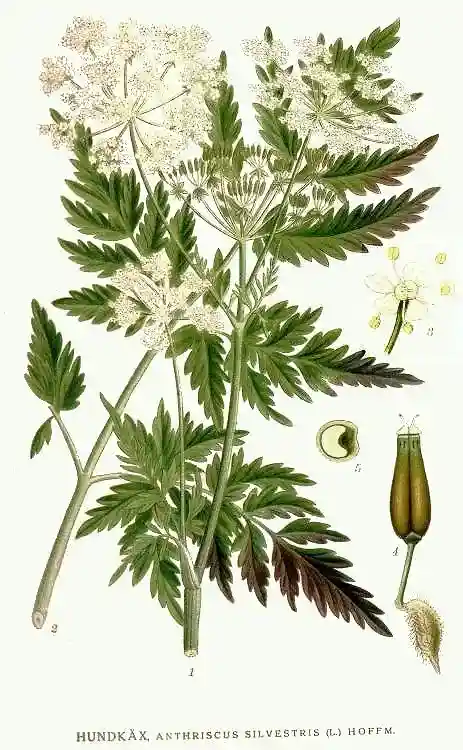 Trybula leśna - Anthriscus sylvestris