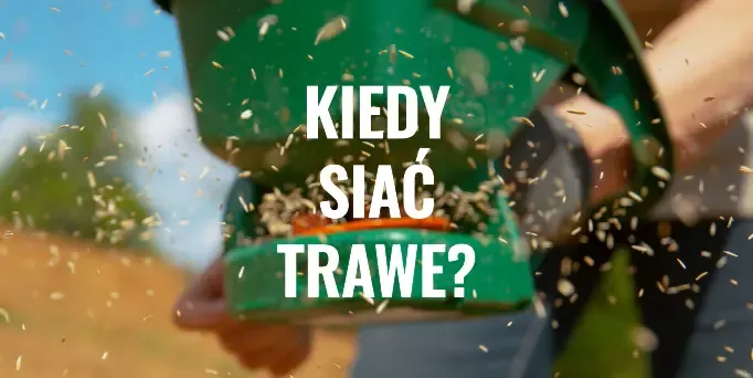 Dlaczego wybór terminu siewu trawy ma kluczowe znaczenie?