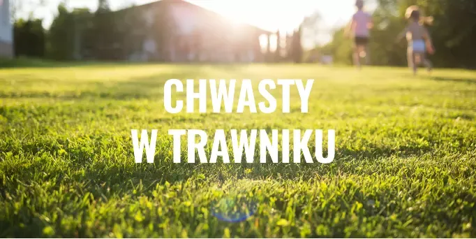 Chwasty w trawniku. Praktyczne porady i metody