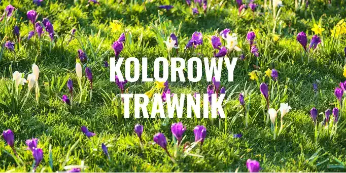 Jak stworzyć łąkę kwietną na istniejącym trawniku - praktyczne wskazówki